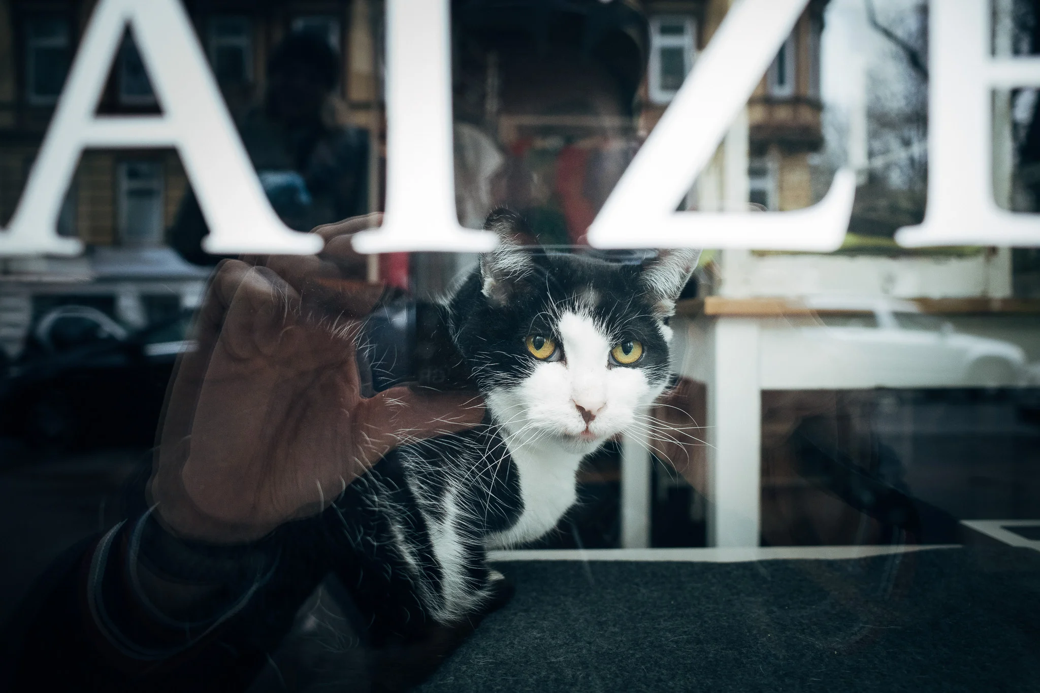 Katzen